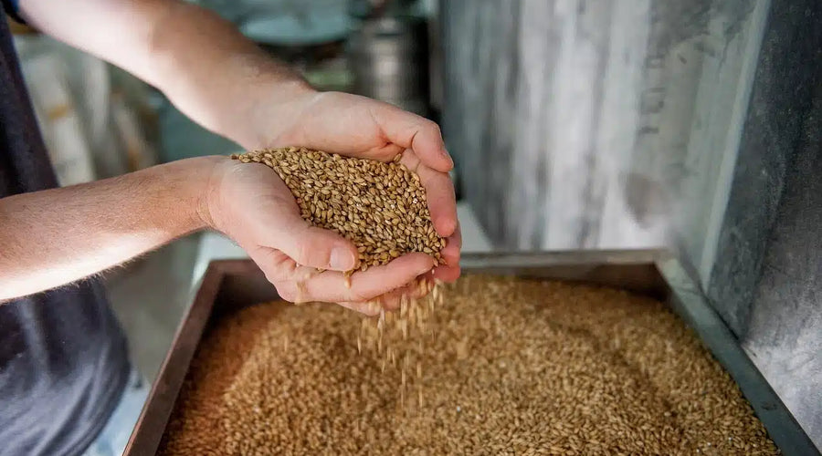 C'est quoi le malt (et pourquoi votre bière en a besoin) ?