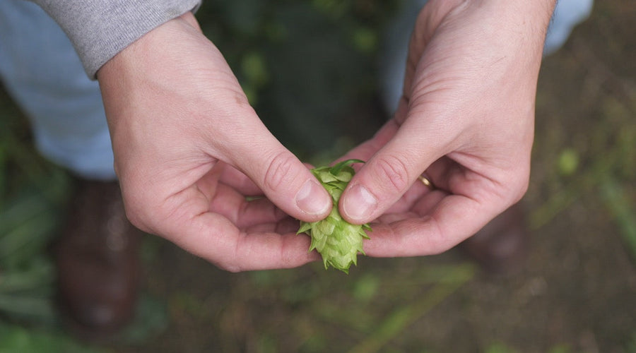 7 choses à savoir sur le houblon